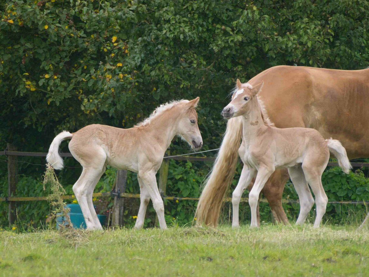 Veelgestelde-vragen-over-paardenmelk